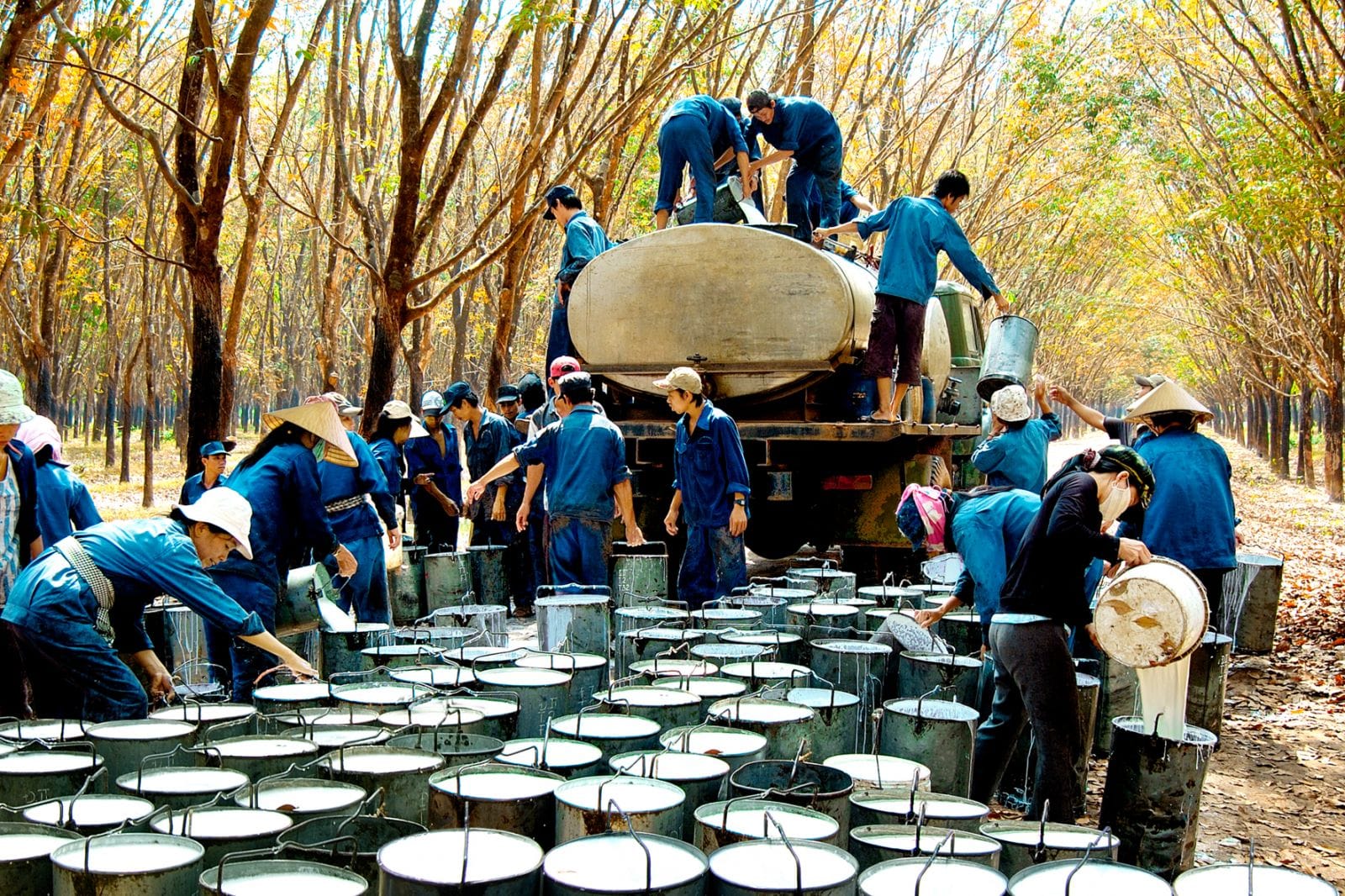 Workers collecting and loading natural rubber