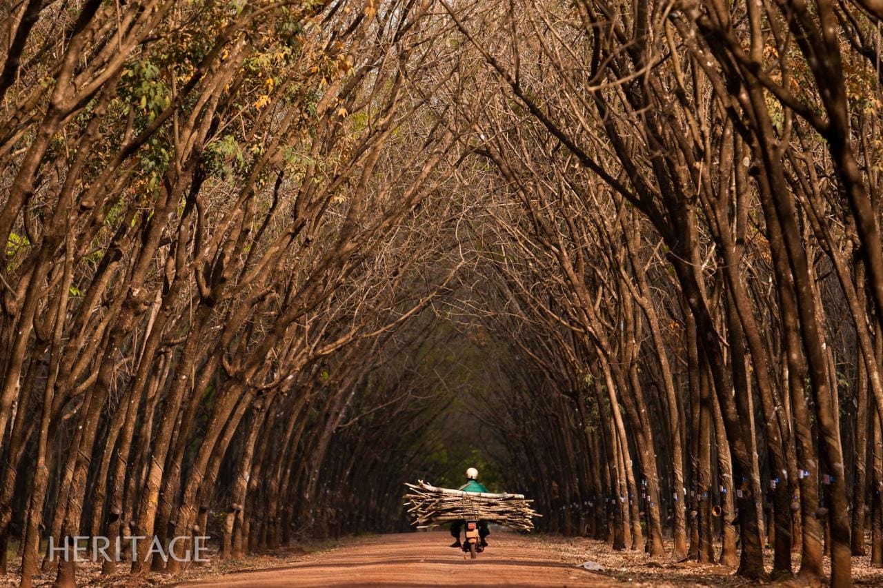 Natural rubber plantation