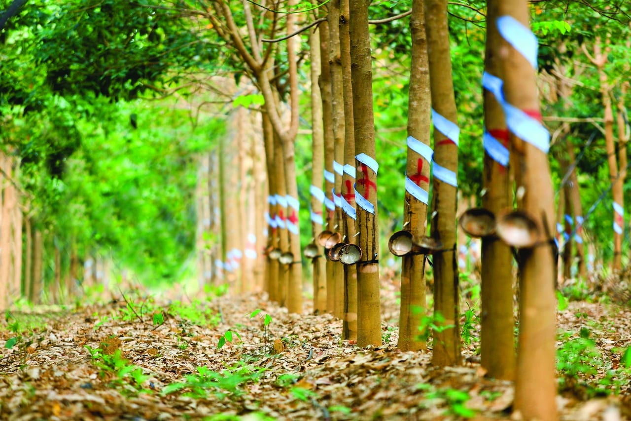 Managed rubber plantation rows with latex cups