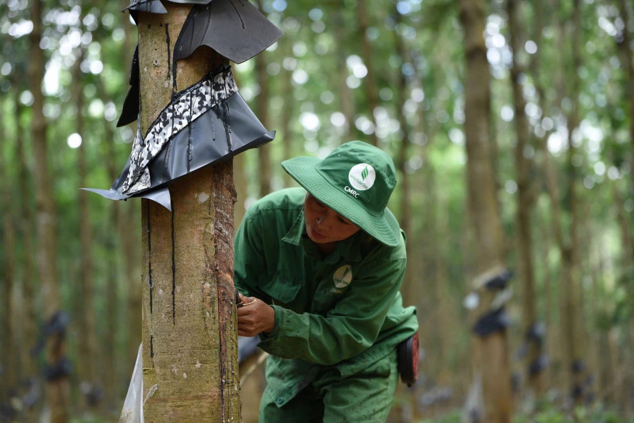 Rubber tapper at work